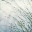 Picture of BLUFF GRASS I