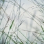 Picture of BLUFF GRASS II