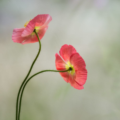 Picture of TWO POPPIES