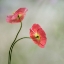 Picture of TWO POPPIES
