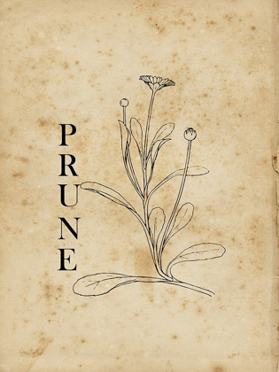 Picture of PRUNE