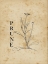 Picture of PRUNE