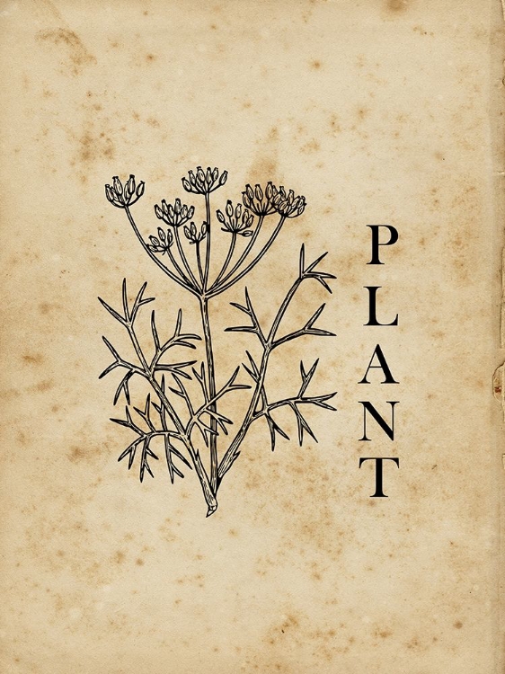 Picture of PLANT