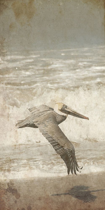 Picture of FLY BY THE COAST