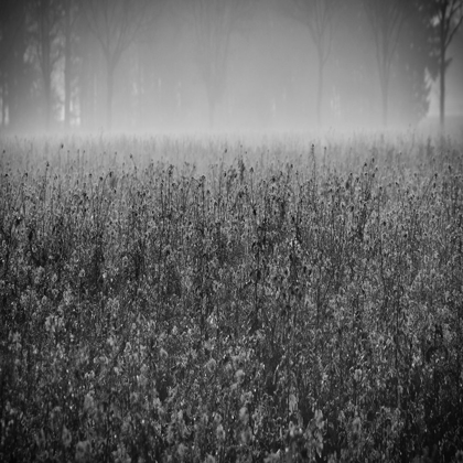 Picture of WILD FLOWER FIELD