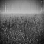 Picture of WILD FLOWER FIELD