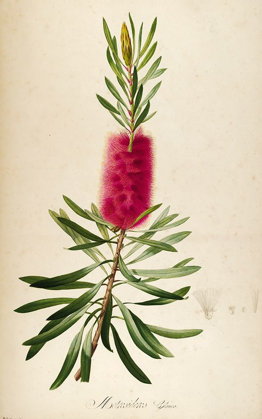 Picture of BOTTLE BRUSH