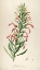 Picture of LOBELIA EXCELSA