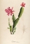 Picture of CACTUS SPECIOSUS