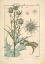 Picture of THISTLE CHARDON