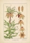Picture of CROWN IMPERIAL