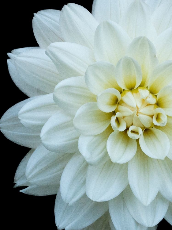 Picture of WHITE DAHLIA 5