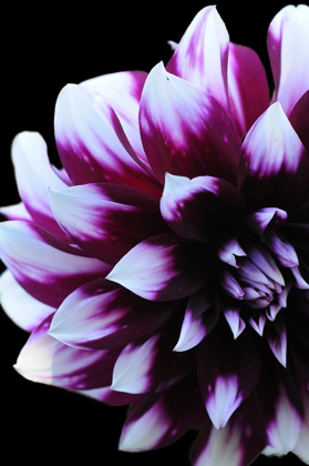 Picture of PURPLE DAHLIA 26