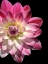 Picture of OMBRE DAHLIA 16