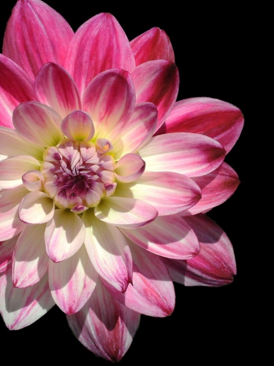 Picture of OMBRE DAHLIA 16