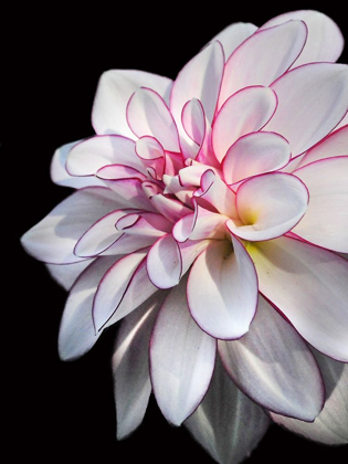 Picture of PALE DAHLIA 10