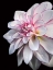 Picture of PALE DAHLIA 10