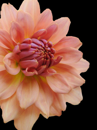 Picture of PEACH DAHLIA 25