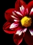 Picture of RUBY DAHLIA 22
