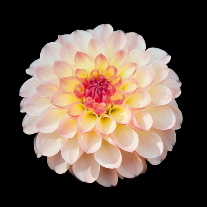 Picture of DAHLIA 1