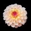 Picture of DAHLIA 1