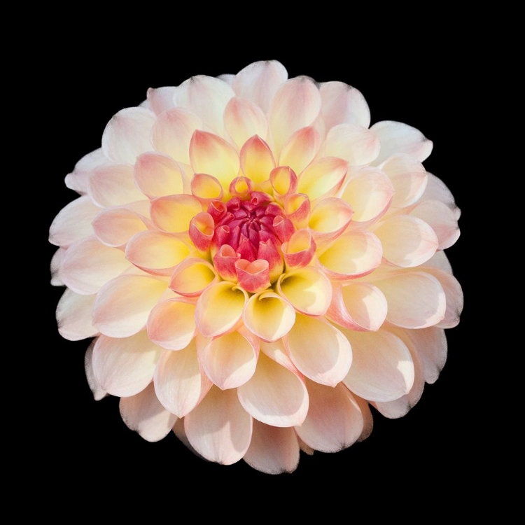 Picture of DAHLIA 1