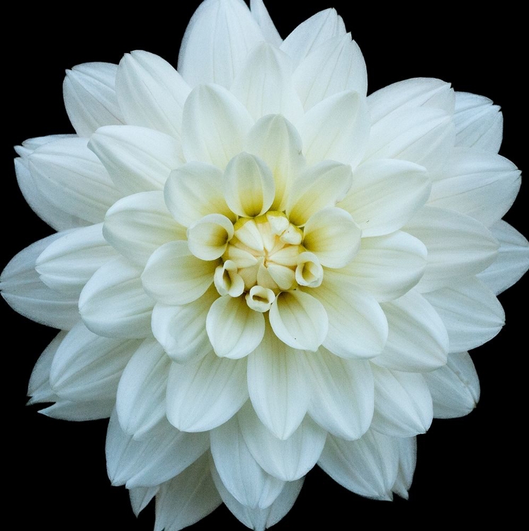 Picture of DAHLIA 5