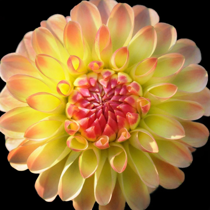 Picture of DAHLIA 27