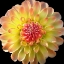 Picture of DAHLIA 27
