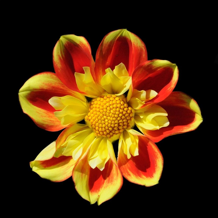 Picture of DAHLIA 12 A