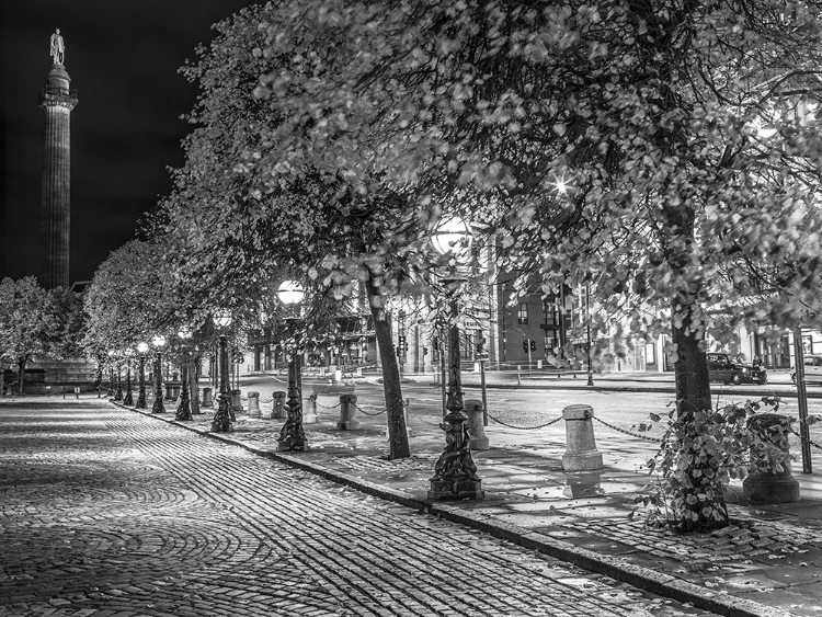 Picture of ROW OF TREES AT NIGHT