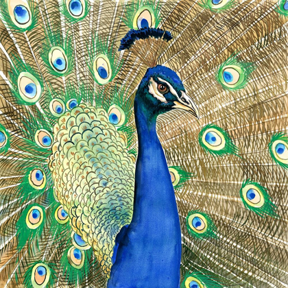 Picture of PEACOCK