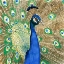 Picture of PEACOCK