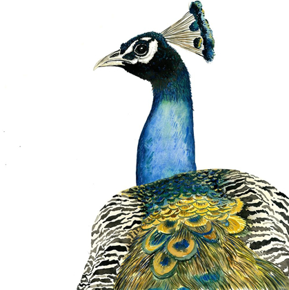 Picture of WATERCOLOR PEACOCK