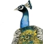 Picture of WATERCOLOR PEACOCK