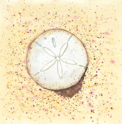 Picture of SAND-DOLLAR