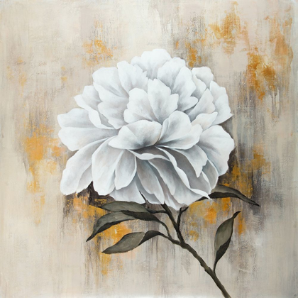 Picture of WHITE PEONY