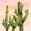 Picture of WEBEROCEREUS CACTUS