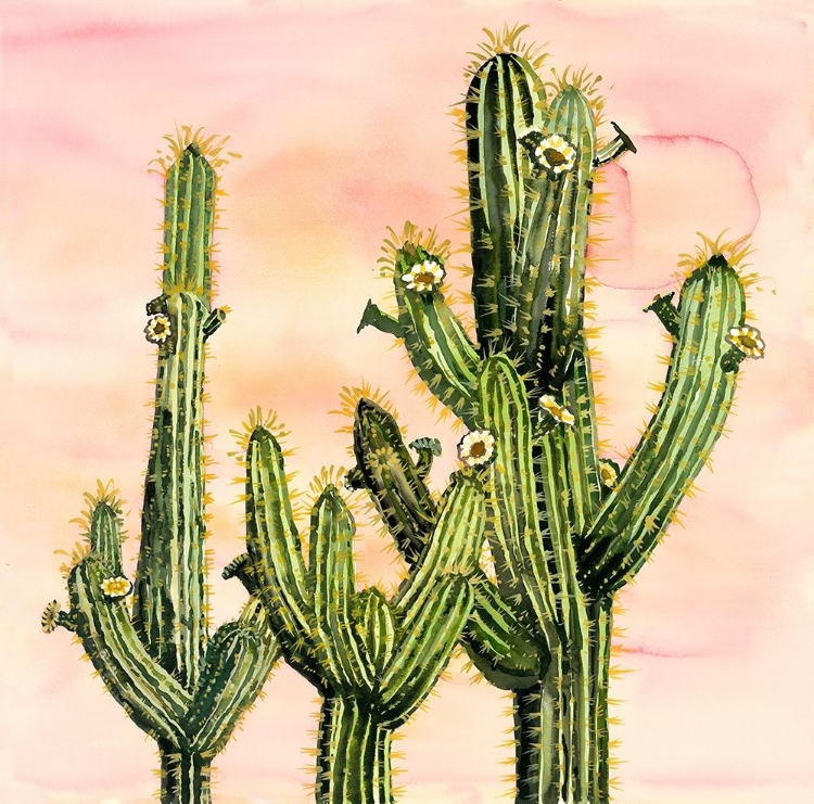 Picture of WEBEROCEREUS CACTUS