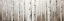 Picture of WHITE BIRCHES ON GRAY BACKGROUND