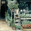 Picture of PLANTS SHOP