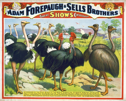 Picture of ADAM FOREPAUGH AND SELLS BROTHERS GIANT BIRDS
