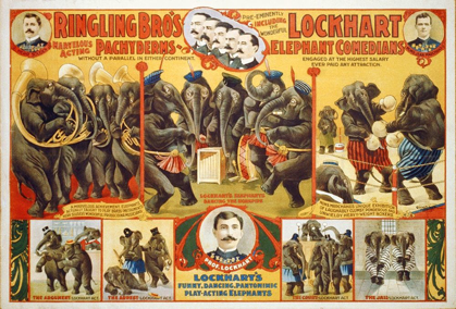 Picture of RINGLING BROS MARVELOUS ACTING PACHYDERMS - LOCKHART ELEPHANT COMEDIANS - 1899