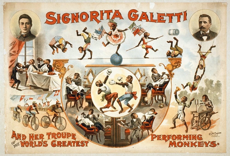 Picture of SIGNORITA GALETTI PERFORMING MONKEYS