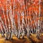Picture of BOSCO DI BETULLE I