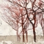 Picture of RUSTY TREES II