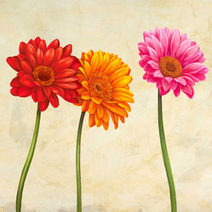 Picture of GERBERAS