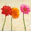 Picture of GERBERAS