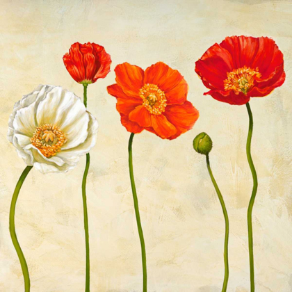 Picture of COQUELICOTS