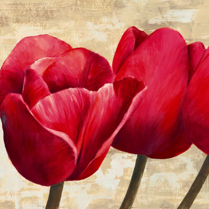 Picture of RED TULIPS